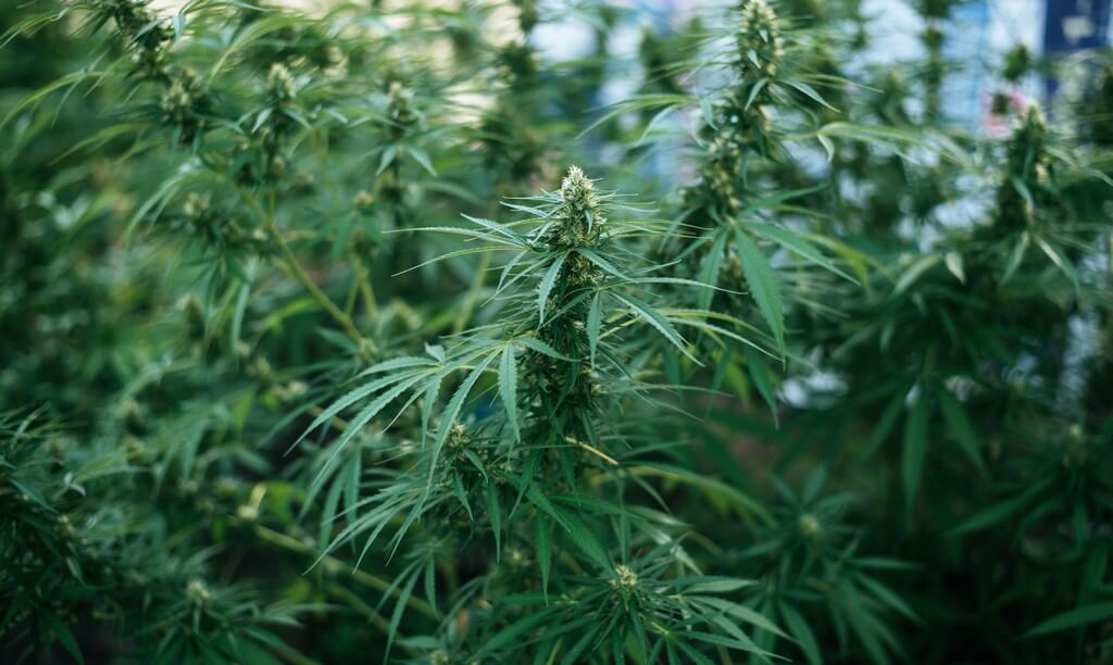 A small indoor cannabis grow setup with well-tended plants.