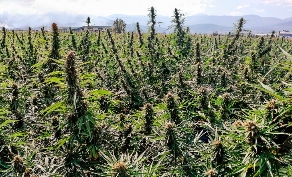 Una planta de marihuana próspera en un suelo saludable y rodeada de follaje verde.