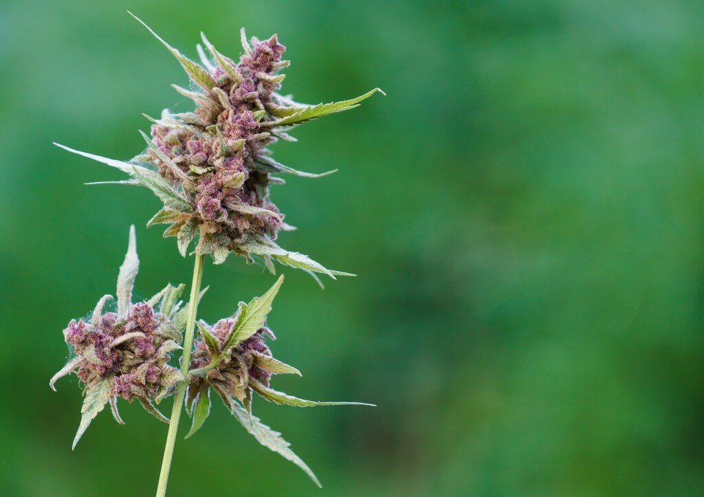 Plantas de cannabis saludables en un jardín vibrante y colorido.