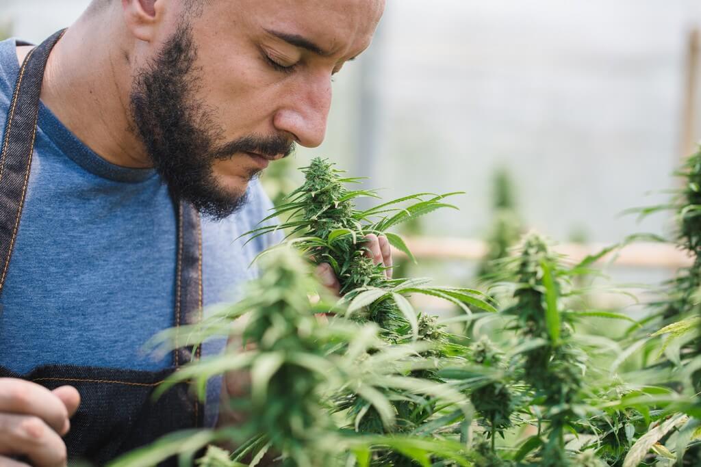 Una planta de cannabis en un moderno cultivo interior.