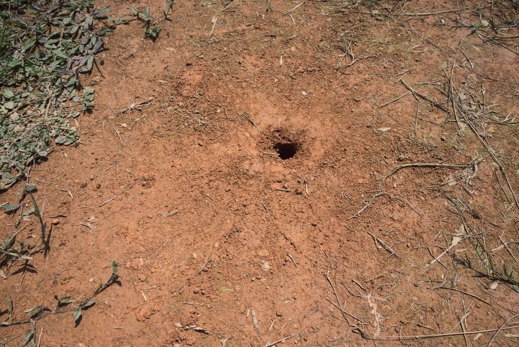 Una plantación de cannabis con signos de actividad de topo y topos.