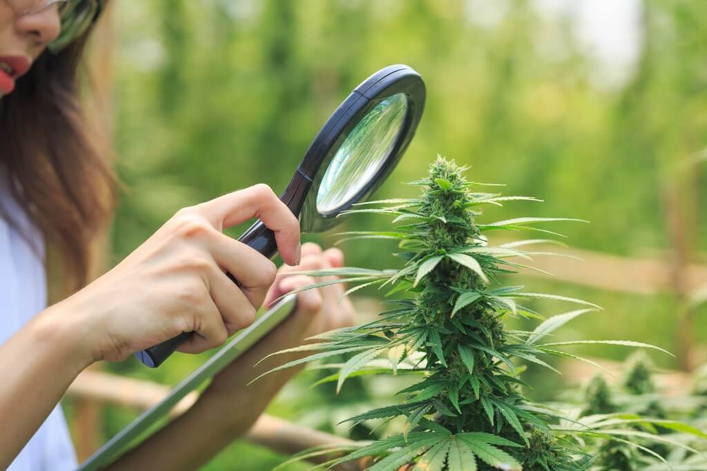 Una joven jardinera examina plántulas de cannabis amarillentas en un vivero bien iluminado.