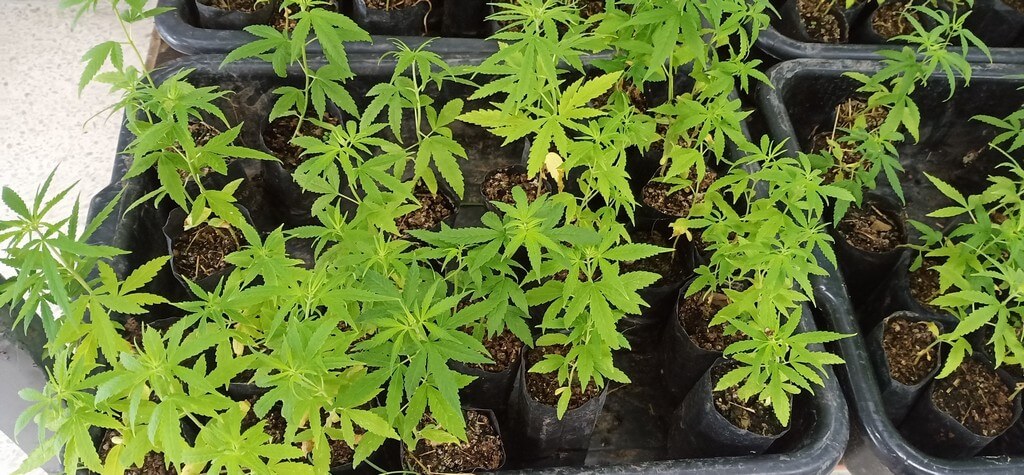 A marijuana field surrounded by a dry and polluted environment.