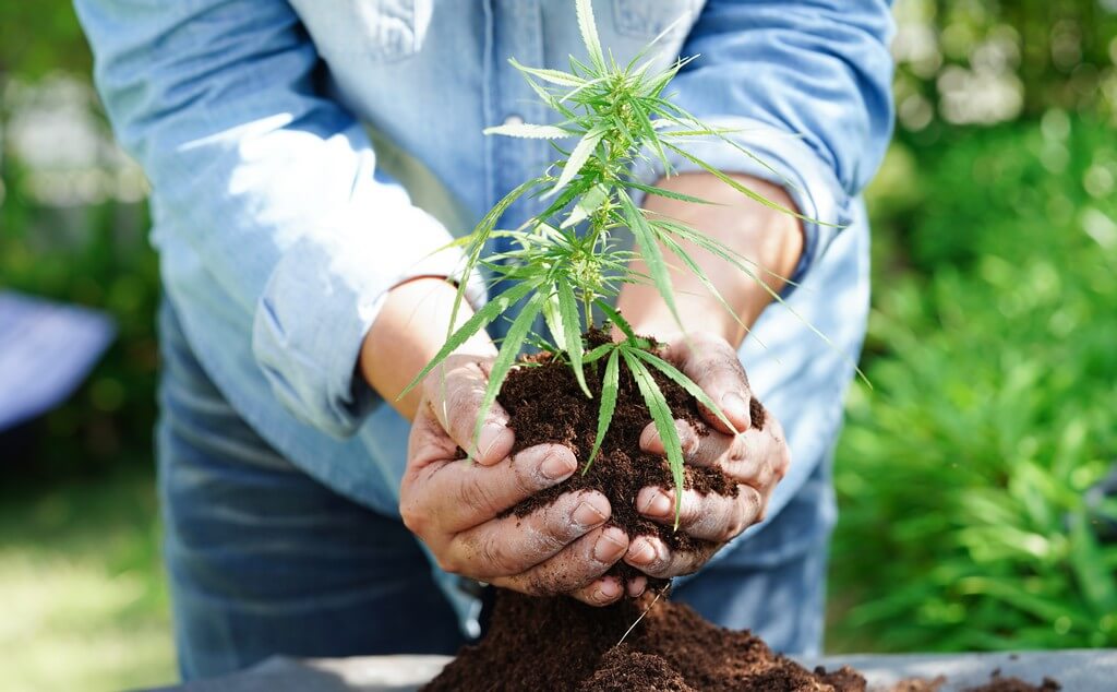 Una planta de marihuana saludable rodeada de kits de prueba de pH en un cuarto de cultivo.