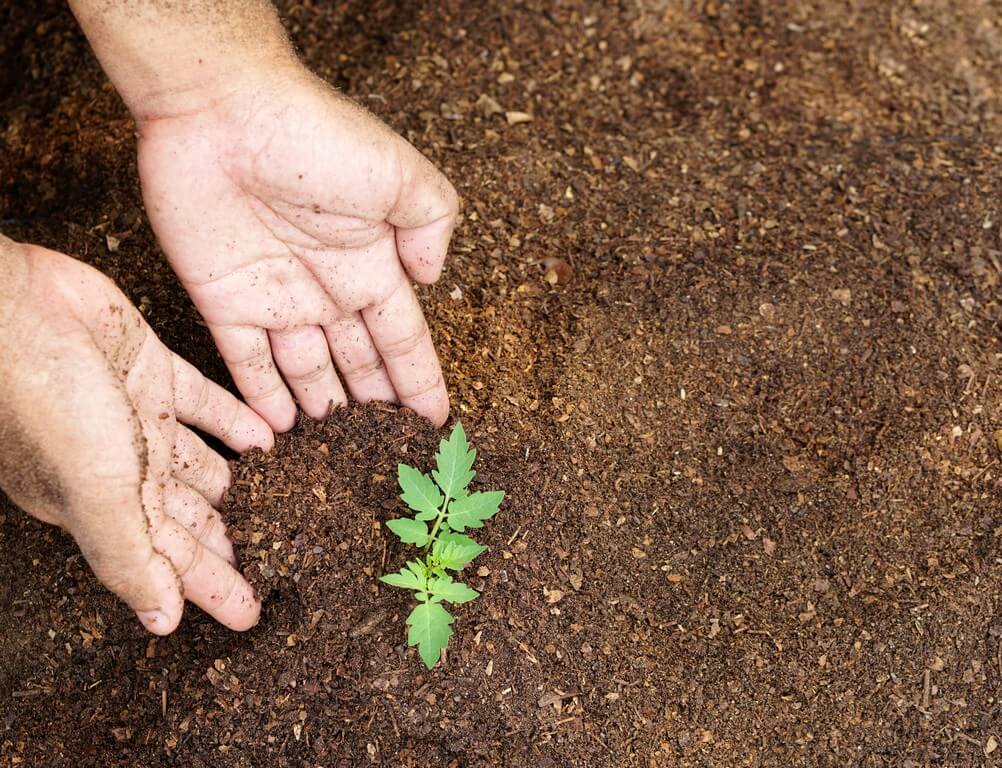 Un agricultor inspecciona el suelo saludable en una plantación de cannabis.