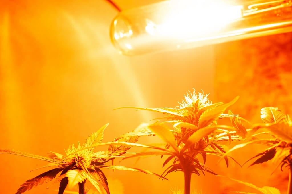 Fotografía de plantas de marihuana en interior bajo luces de cultivo.