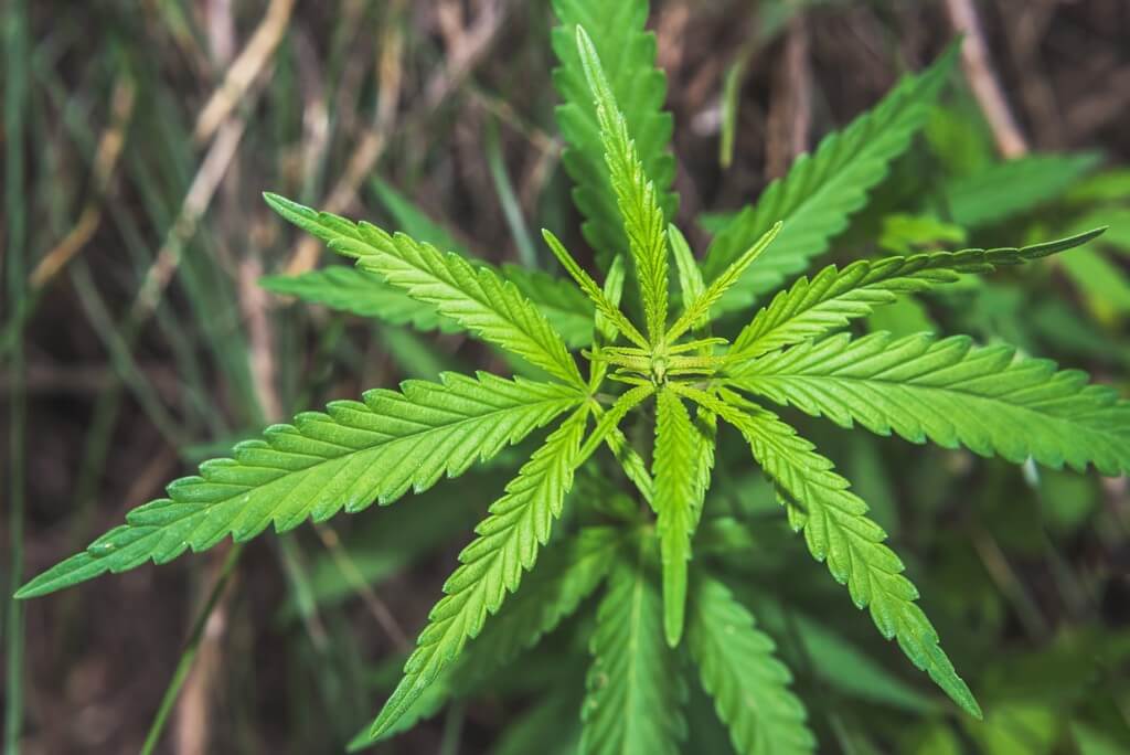 A healthy marijuana plant surrounded by soil and water droplets.