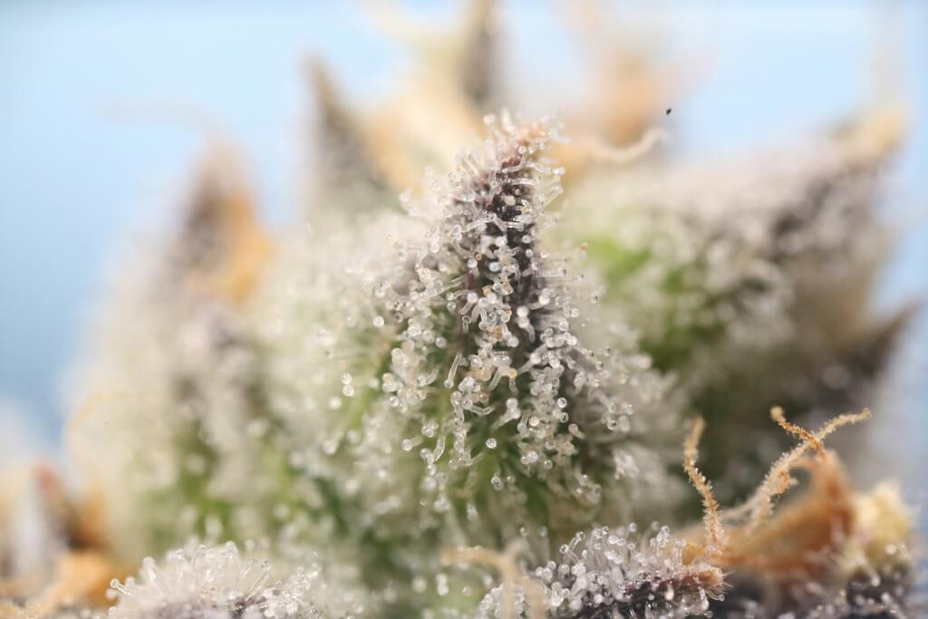 Una foto de primer plano de tricomas de cannabis en una hoja de planta.