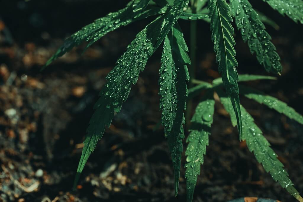 Una foto de un sistema de filtración de agua rodeado de plantas verdes.