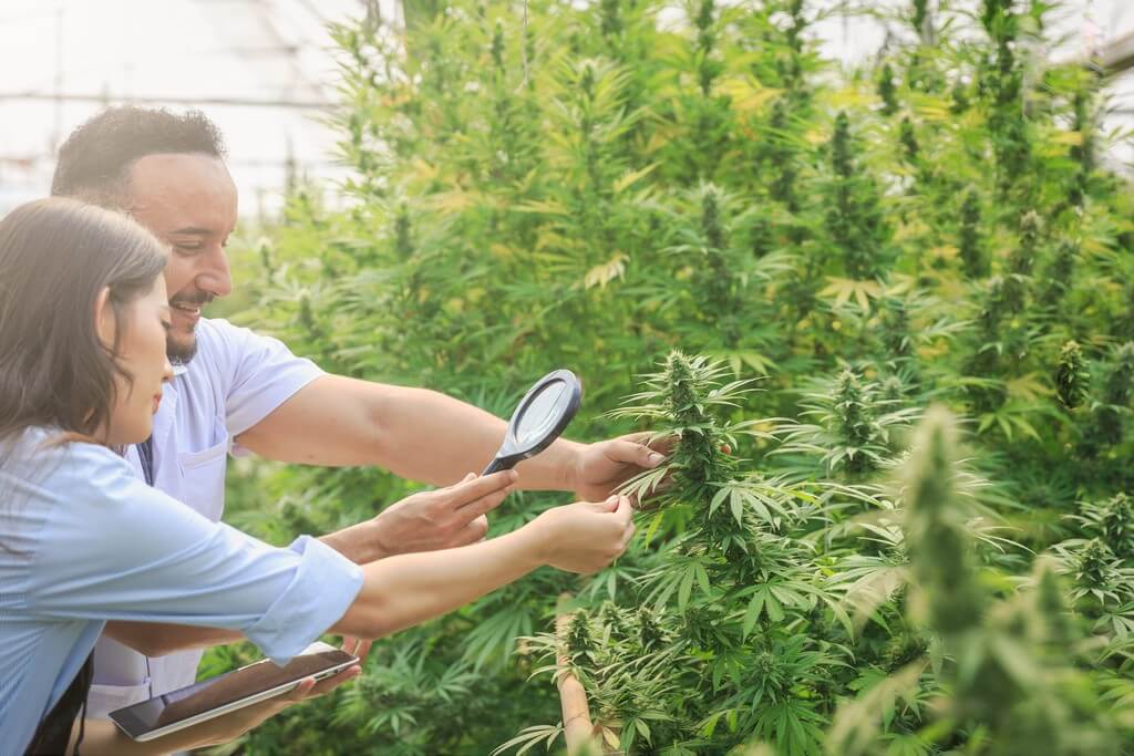 Una persona cuidando de una variedad de plantas de interior.