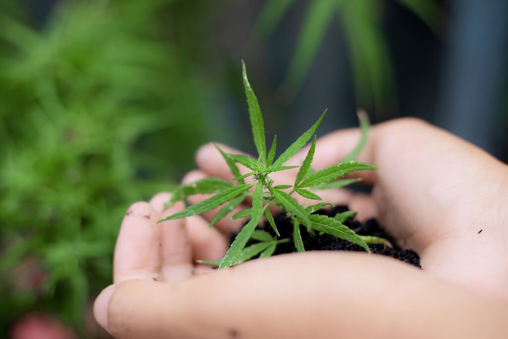 Plantas de cannabis saludables creciendo en suelo rico, rodeadas de vegetación exuberante.