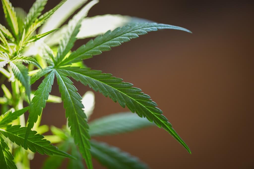 Plantas de marihuana saludables en un jardín vibrante al aire libre.