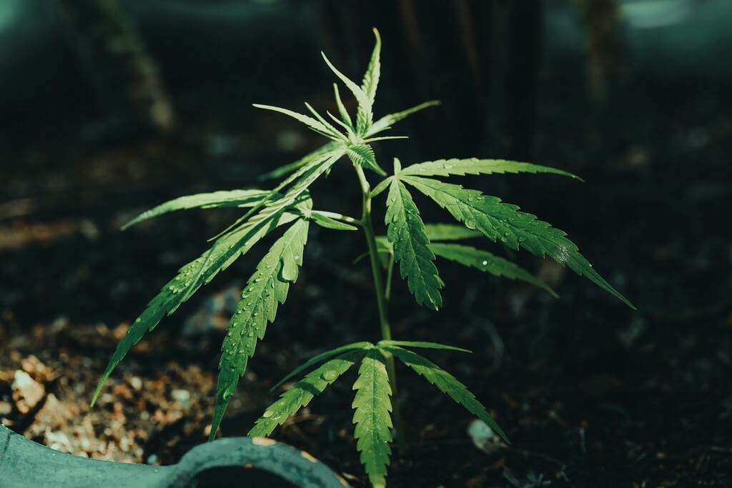 Una foto de plantas de cannabis siendo regadas en un jardín exuberante.