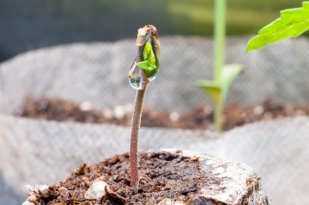 Plantas de marihuana rodeadas de microplásticos en el suelo.