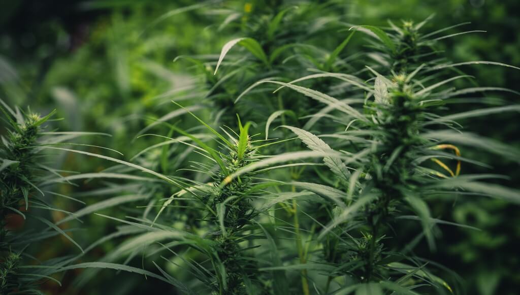 Plantas de marihuana prósperas en un paisaje montañoso.