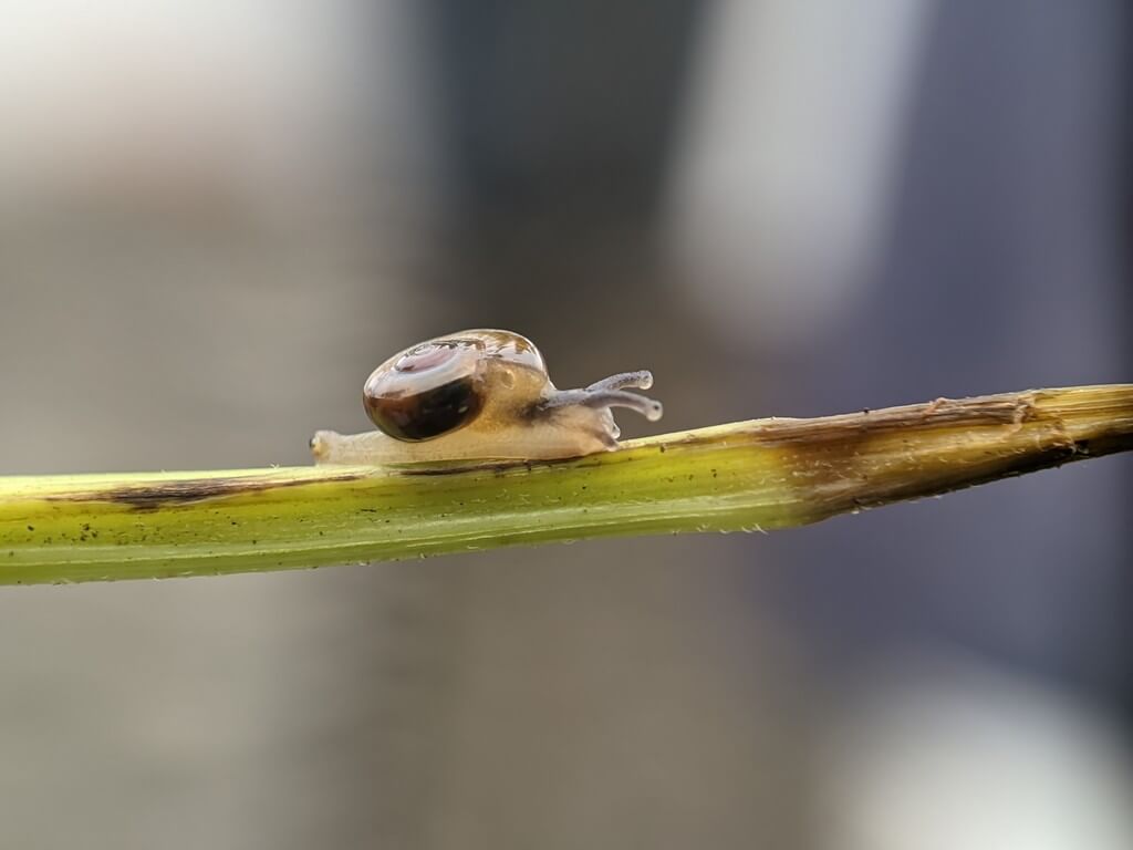 Una infestación de caracoles y babosas en un jardín de cannabis por la noche.