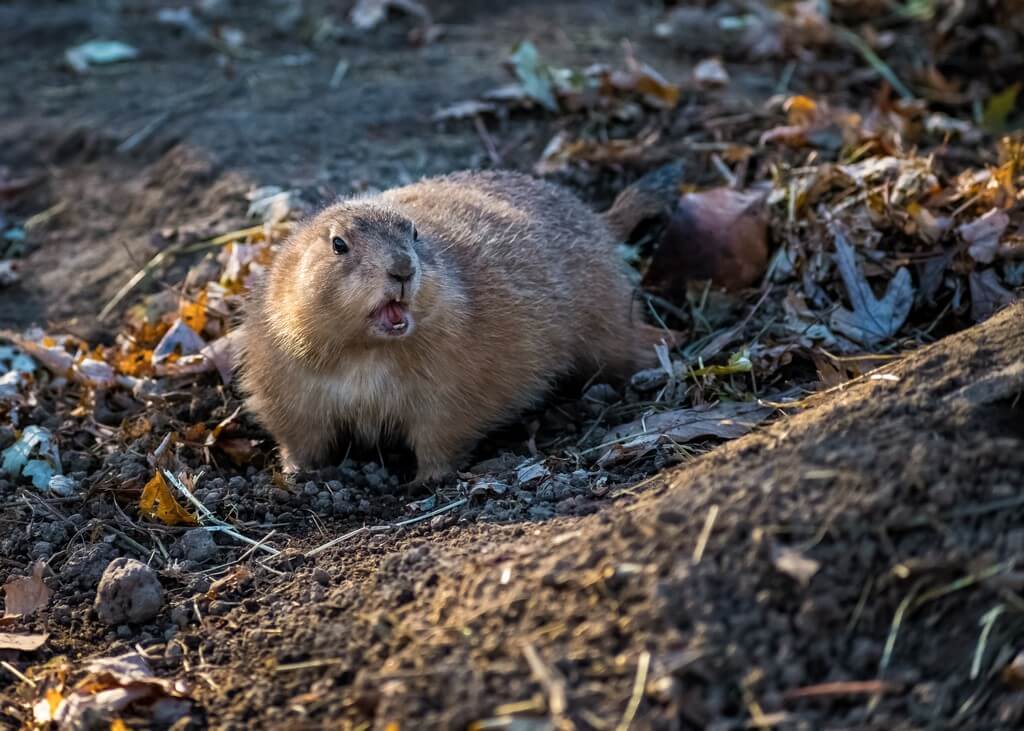 Una foto de una ardilla terrestre asomándose en un <a href=