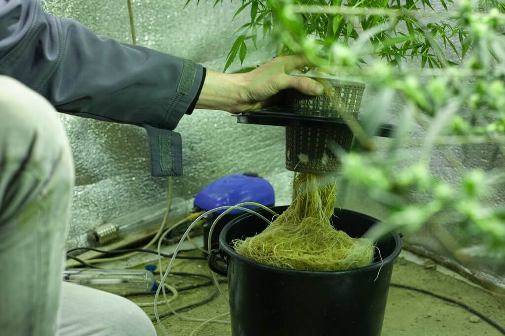 Una foto de plantas suspendidas en el aire con raíces visibles rodeadas de neblina de nutrientes.