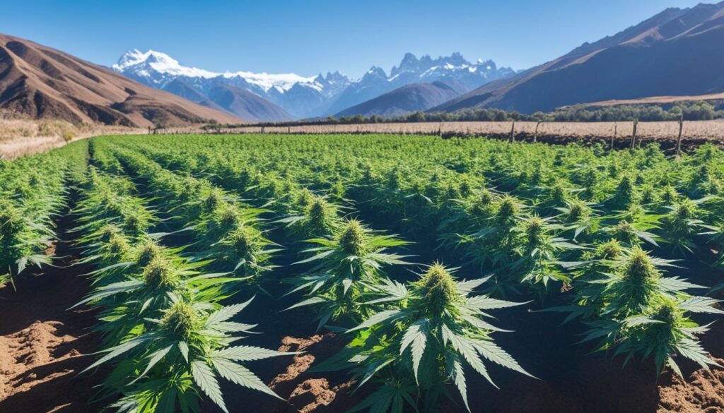 clima para cultivar marihuana en Argentina