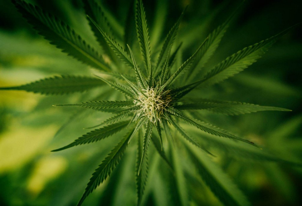 marijuana laws in Puerto Rico