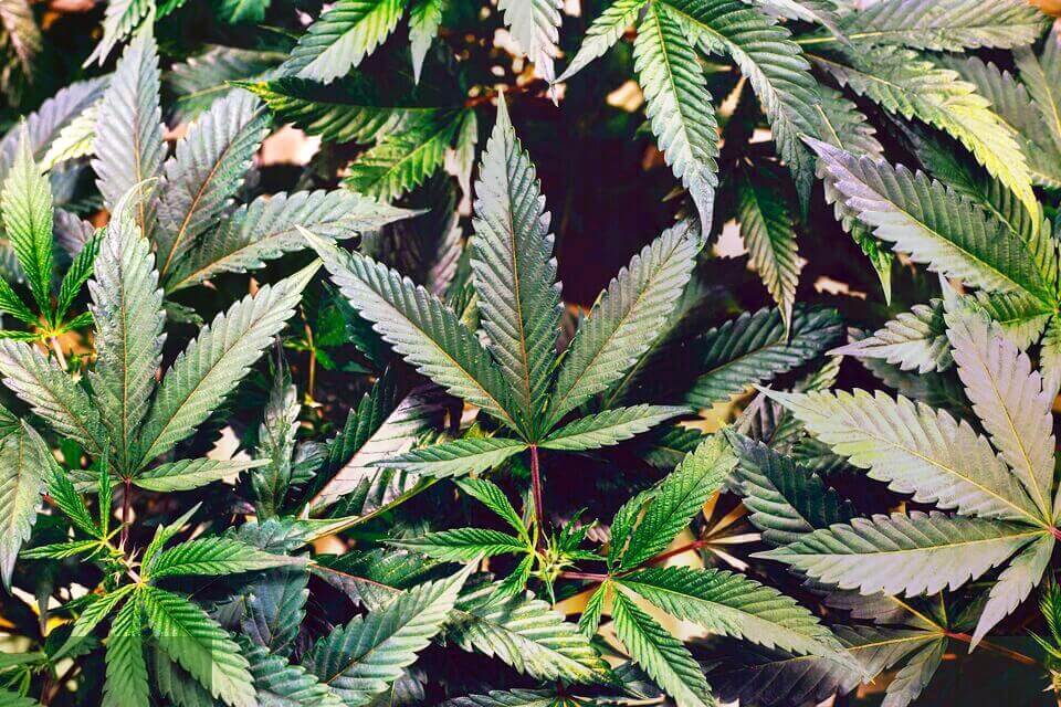 marijuana laws ohio