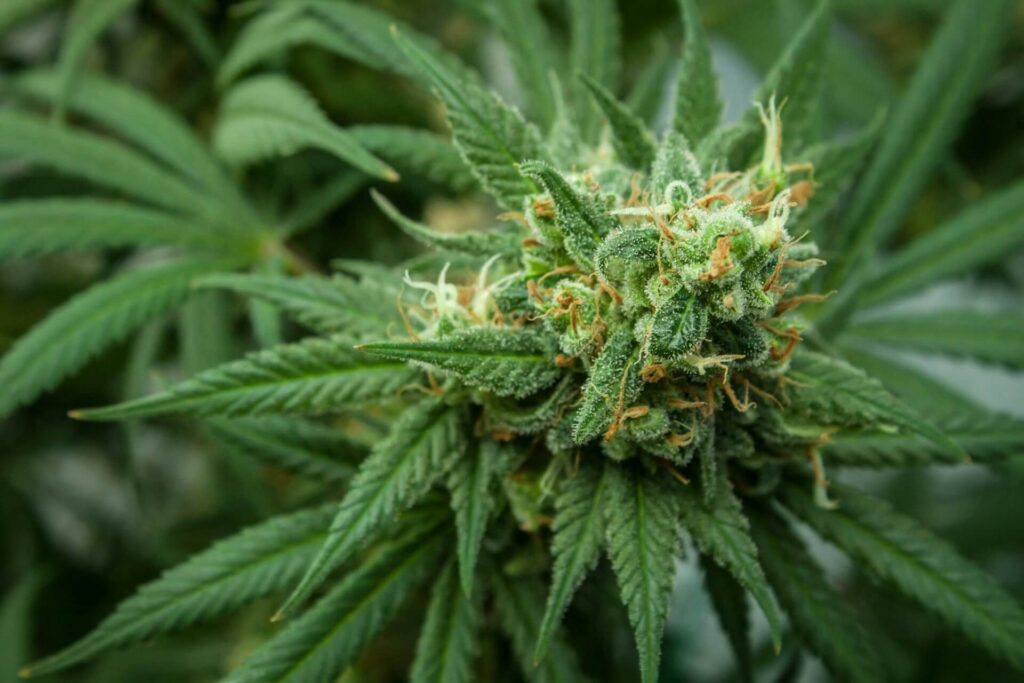 marijuana laws oregon