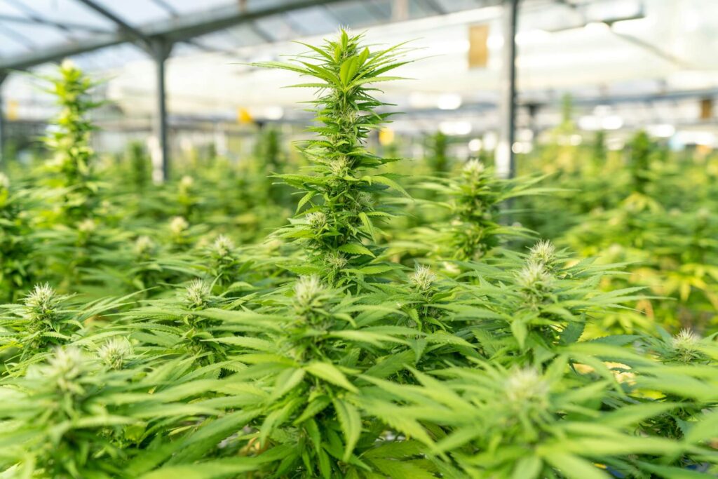 marijuana laws pennsylvania