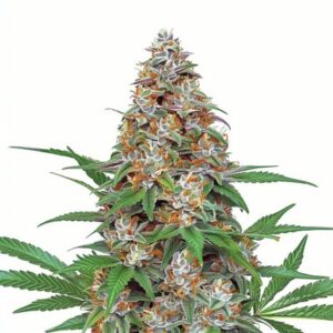 Semillas Feminizadas Blue Dream