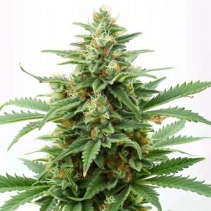 Mix Autofloreciente de