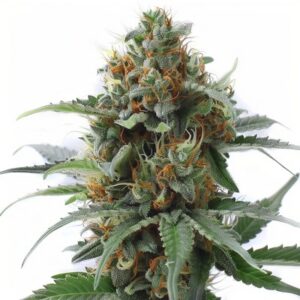 Semillas Feminizadas Bubba Kush