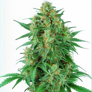 Semillas Feminizadas Chemdawg