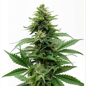 Semillas Feminizadas Durban Poison