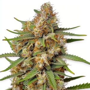 Semillas Feminizadas Girl Scout Cookies (GSC)
