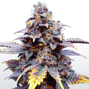 Semillas Granddaddy Purple
