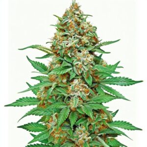 Semillas Feminizadas Jack Herer