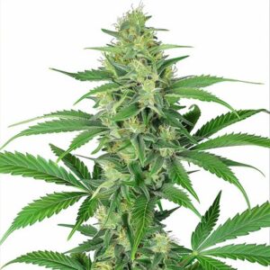 Semillas Feminizadas Northern Lights