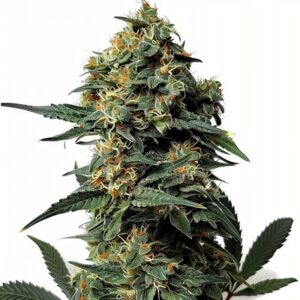 Semillas Feminizadas OG Kush