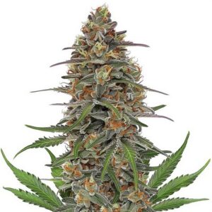 Semillas Feminizadas Pineapple Express