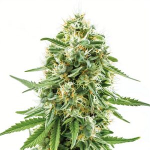 Semillas Feminizadas Skywalker OG