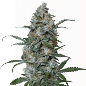 Semillas Feminizadas Sour Diesel