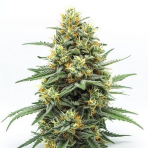 Semillas Feminizadas Wedding Cake