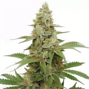 Semillas Feminizadas White Widow